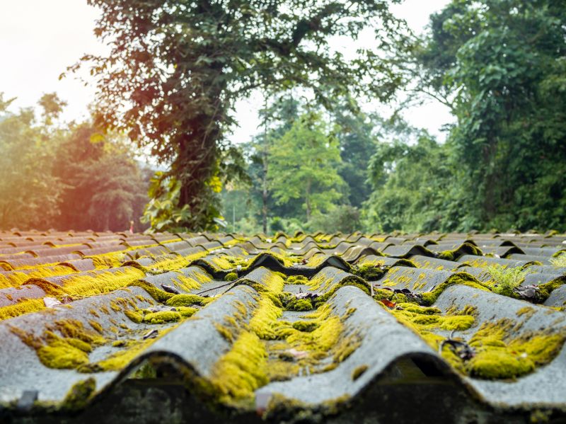 roof moss removal services