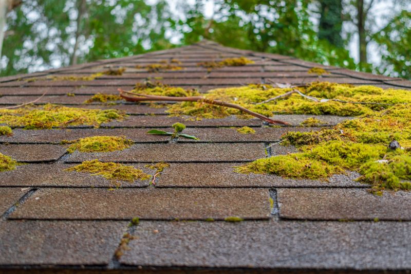 Roof Moss Removal Services