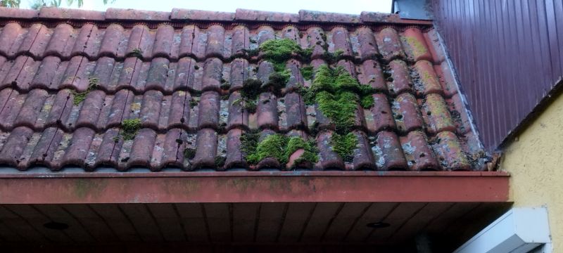 Roof Moss Removal Services