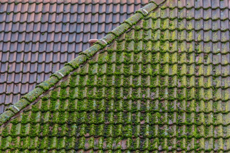 Roof Moss Removal Services