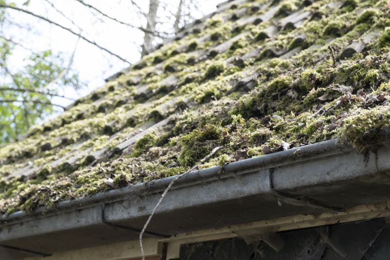 roof moss removal services