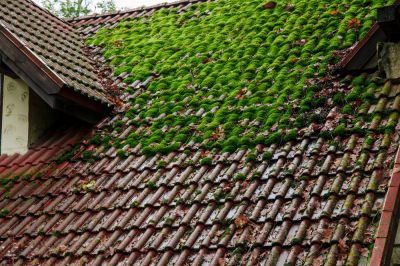 Roof Moss Removal - Roof Moss Removal Services Eureka, California